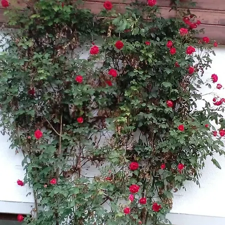 Haus Ferienglueck Lägenhet